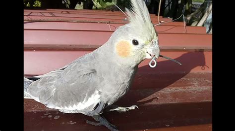 Image result for Cockatiels Playing