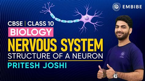 Image result for Neuron Structure CBSE 10 Class