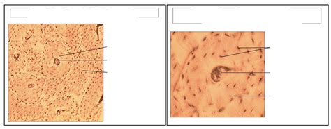 AP Lab Functional Histology Practicals に対する画像結果