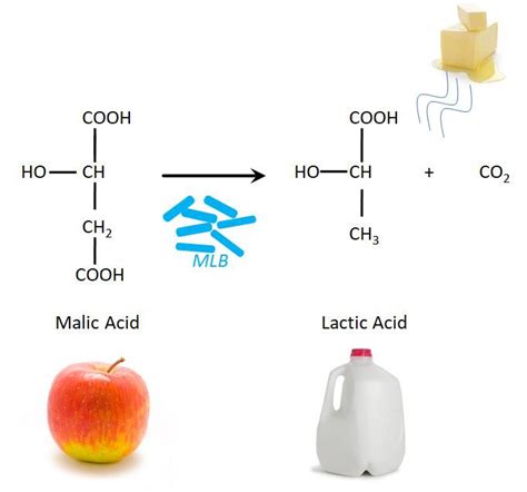 Wine Making Process Malolactic Fermentation に対する画像結果