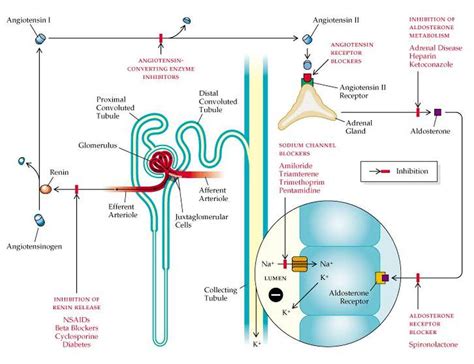 Afbeeldingsresultaten voor Aldosterone