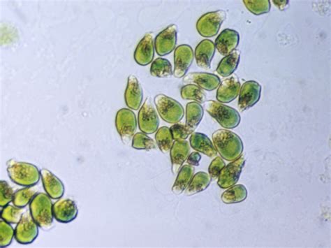 Autotrophic Bacterium に対する画像結果