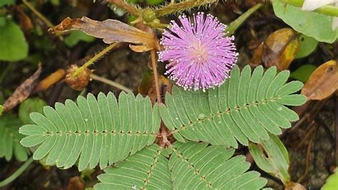 Image result for The Touch Me Not Plant in the Bahamas