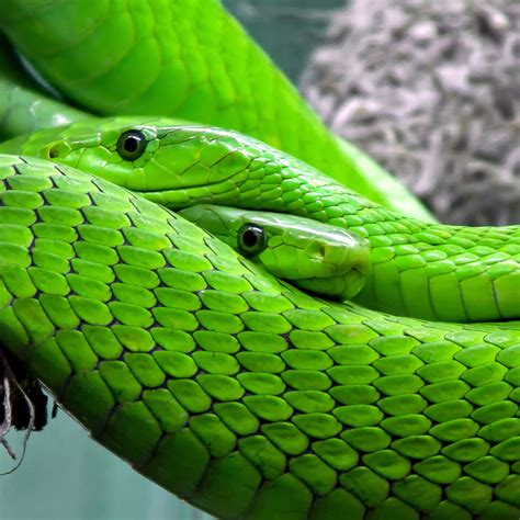 Image result for Inclusive in Python