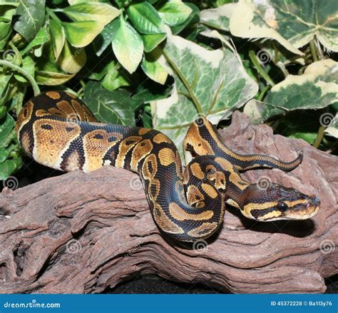 Royal Python Habitat に対する画像結果