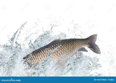 Image result for Carp Fish Jump