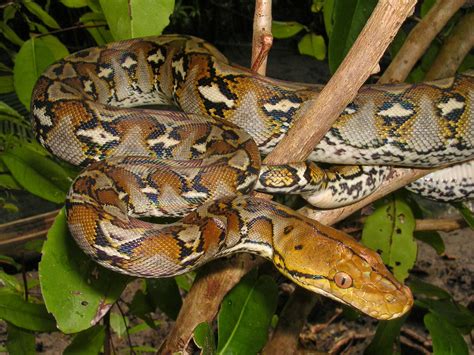 Image result for Medusa Reticulated Python