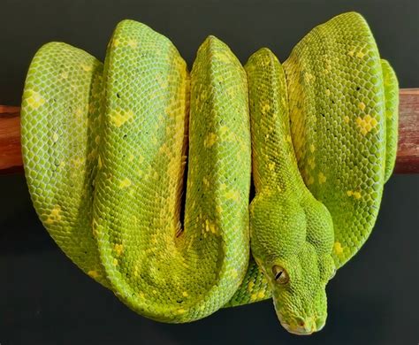 Image result for Male Green Python