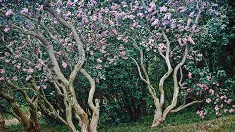 Image result for Lilac Tree Root System