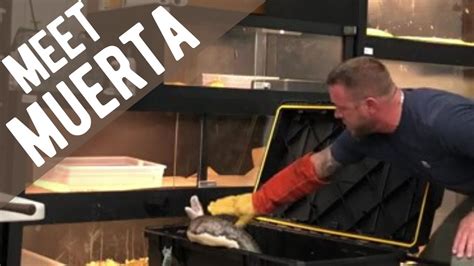 Toradh íomhá ar 13 Foot Reticulated Python