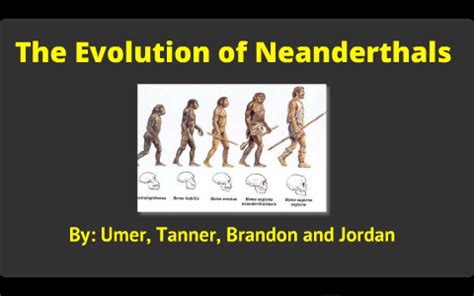 Image result for Neanderthal Evolution Chart