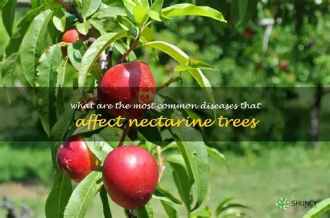 Toradh íomhá ar Nectarine Tree Diseases
