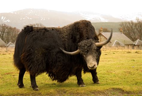 Image result for Yak Zebra