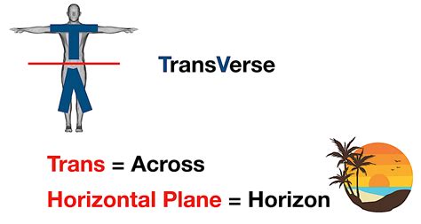 Afbeeldingsresultaten voor Transverse Section of a Vein Diagram