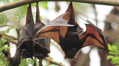 ASL Sign for Bat に対する画像結果