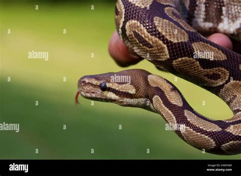 Image result for Schlangen Ball Python