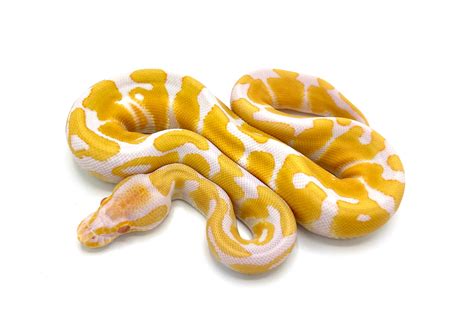 Albino Ball Python Drawing に対する画像結果