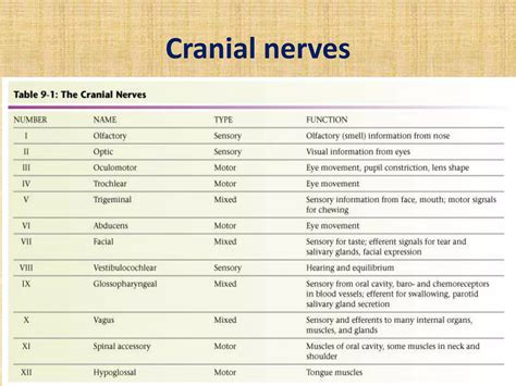 Cranial Nerves II に対する画像結果