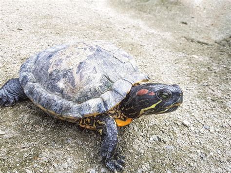 Image result for Turtle Shell Close Up