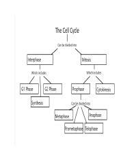 Cell Cycle Control Concept Map に対する画像結果