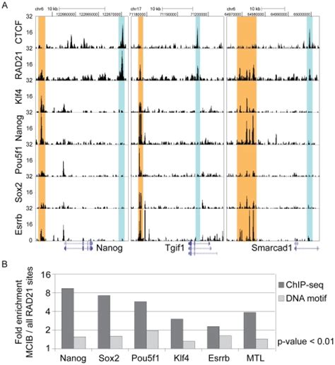 Toradh íomhá ar ChIP-seq Results Example