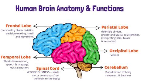 Image result for Brain Function