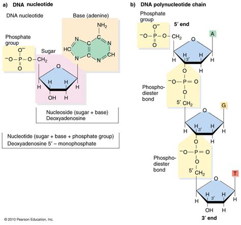 Bildergebnis für Dna Microarray