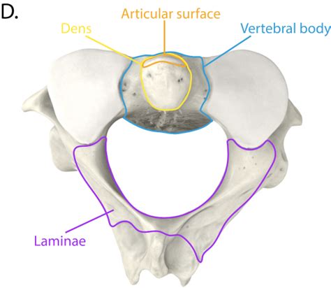 Image result for Vertebral Artery Circulation