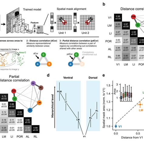 Afbeeldingsresultaten voor Mouse Visual Cortex Saggittal