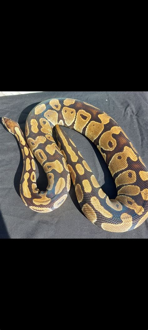 Toradh íomhá ar 9 Feet Royal Python