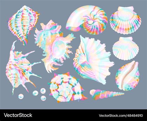 Image result for Types of Shells Vector