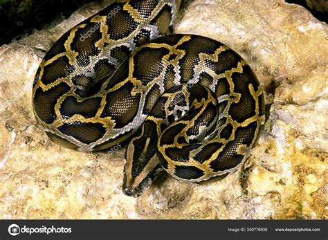 Afbeeldingsresultaten voor Pythonidae