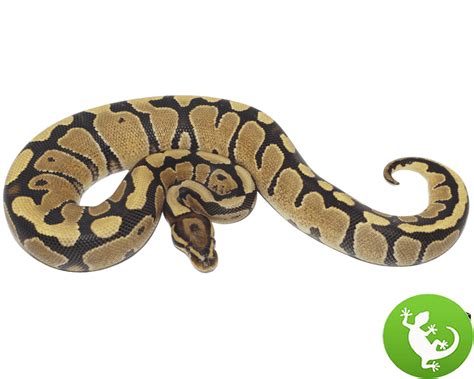 Image result for Fire Female Ball Python