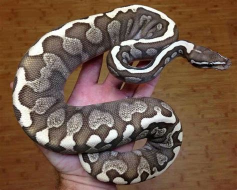 Image result for Cool Ball Python