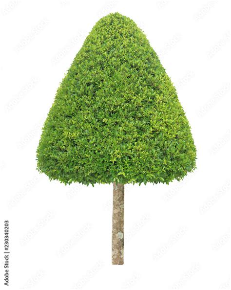 Image result for Triangle Shape Tree