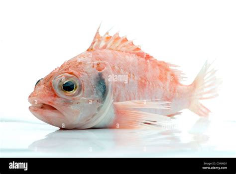 Afbeeldingsresultaten voor Ocean Perch Fish