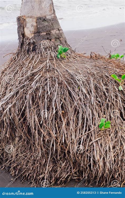 Image result for Coconut Tree Root System