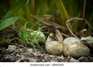 Python Snake Eggs Color に対する画像結果