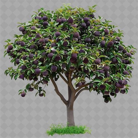 Image result for Large Java Plum Tree