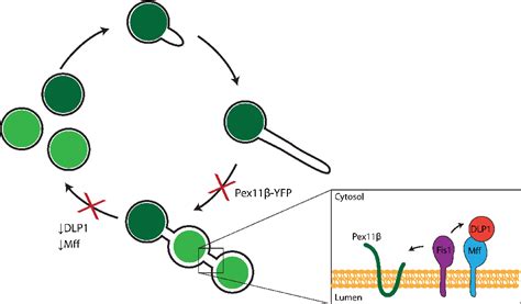 Image result for Human Peroxisome Pathways
