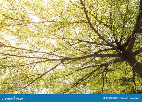 Image result for Spring Tree Branch