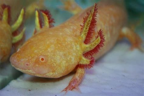 Axolotl Man に対する画像結果