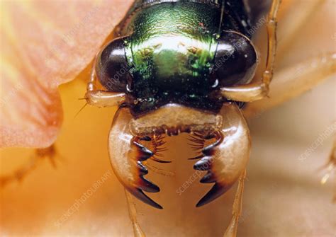 Image result for Python Tiger Beetle