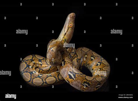 Python Reticulatus Man に対する画像結果