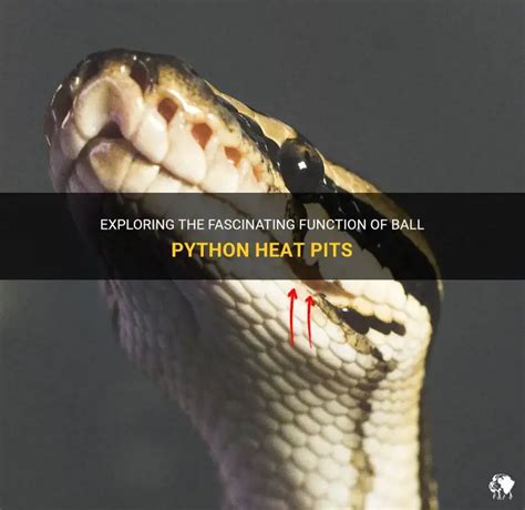 Python Heat Pits Model に対する画像結果