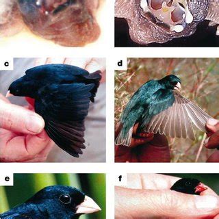 Afbeeldingsresultaten voor Morphological Variation Examples