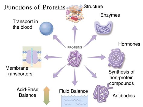 Protein Function Anatomy at Patricia Kelly blog
