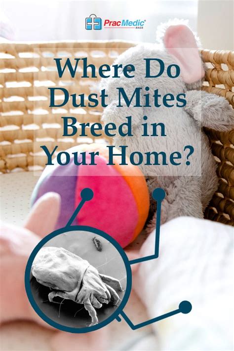 Image result for How to Check for Dust Mites