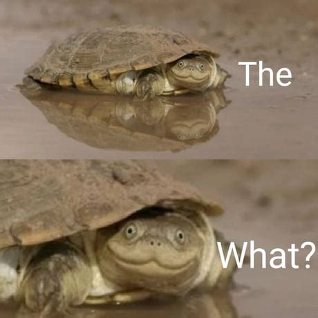 Image result for Turtle Meme