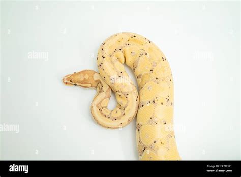 Ball Python White Coiled に対する画像結果